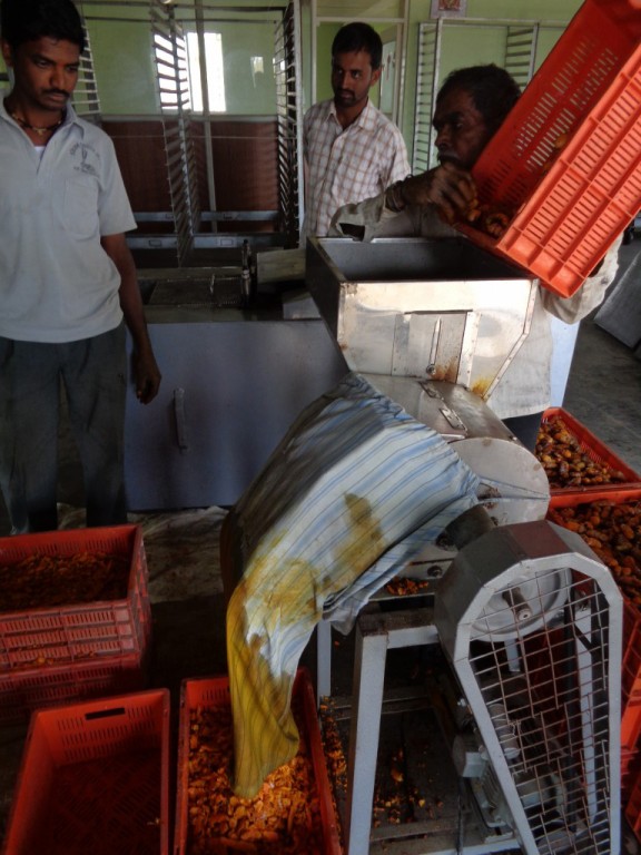 Turmeric slicer at processing facility in Sangli, India. (Tavish Fenbert)